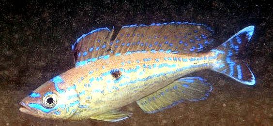 Spicara smaris_007